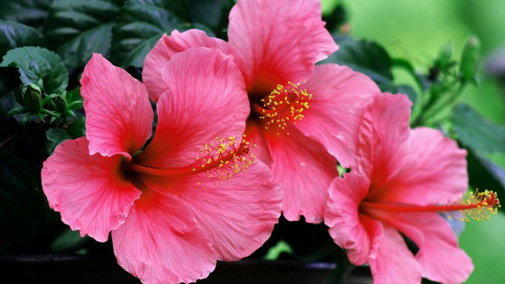 Hibiscus in Cestolax